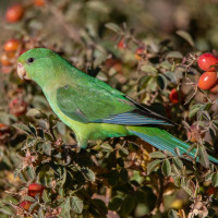 Mountain Parakeet